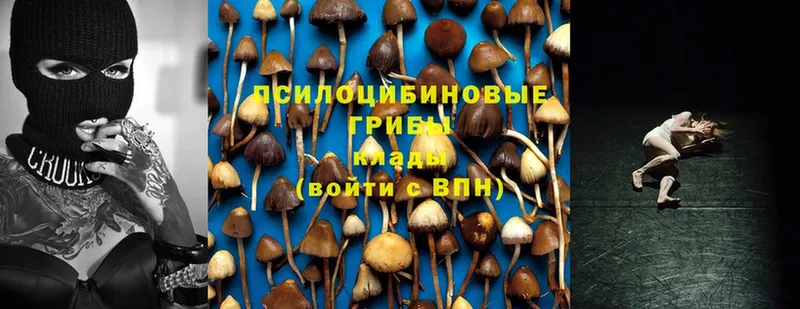 даркнет сайт  Болохово  Псилоцибиновые грибы MAGIC MUSHROOMS 